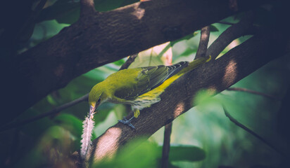 An Indian Golden Oriole sitting on a tree branch with an insect between its beak 