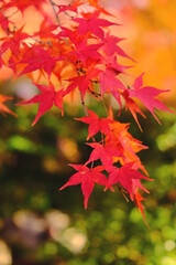Naklejka na ściany i meble Autumn Leaves - Kyoto