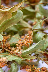 Dried linden leaves and flowers close-up