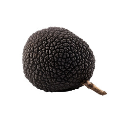 Black edible winter truffle isolated on white