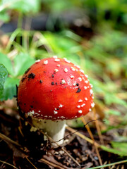 bright red fly agaric in the forest among green grass