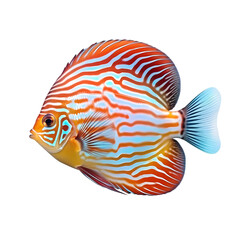 Colorful angel fish isolated on transparent background