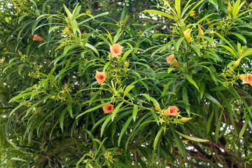 Fototapeta premium Decorative hedge with orange flowers in the famous artists village Ein Hod near Haifa in northern Israel