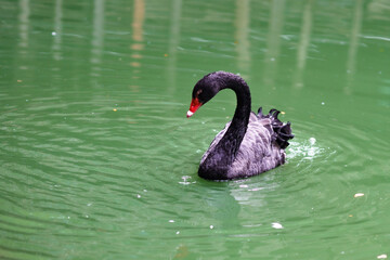 Fototapeta premium black swan on the lake
