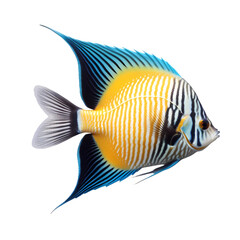 Fish isolated on transparent background