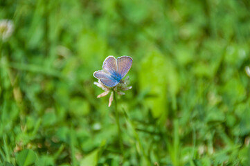 Blue butterfly on clover flower