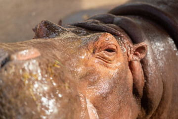 Close-up at the eye of the huge hippopotamus during it got feeding food. Animal wildlife portrait...