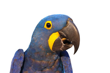 Close-up of a beautiful macaw parrot isolated on transparent background. Hyacinth macaw
