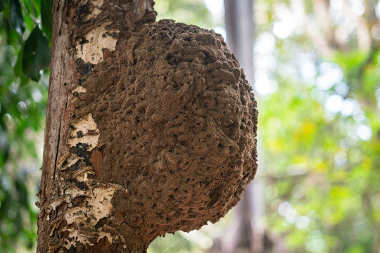 A wasp nest which is built on tree trunk in woodland. Animal wildlife in the nature. Close-up.