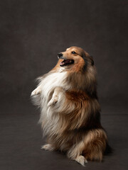 Dog on brown background. A Shetland Sheepdog sits attentively in a studio, its lush fur and alert expression capture its smart and friendly nature