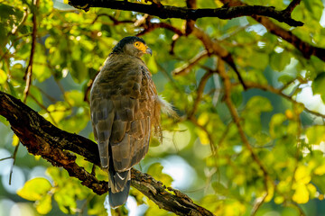 Crested serpent eagle (Spilornis cheela), Bandhavgarh National Park, Madhya Pradesh