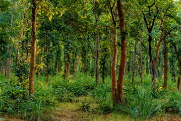 Fototapeta na wymiar Jungle of Kanha Tiger Reserve, Madhya Pradesh