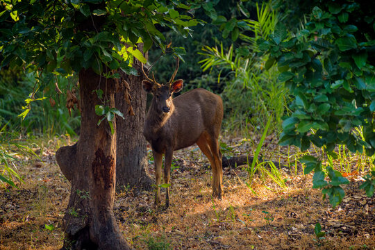 barasingha deer, swamp deer