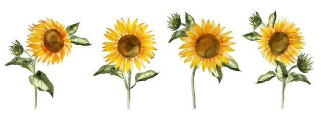 Sunflower PNG transparent illustration. Digitally hand painted design element