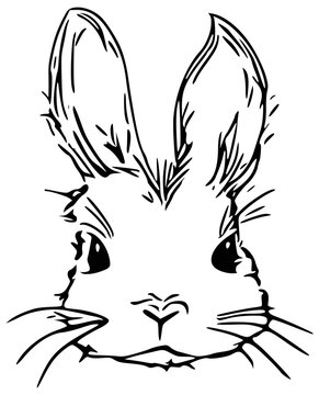 cute bunny drawing