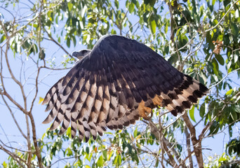Great harpy eagle flying to attack its prey in the Amazon rainforest