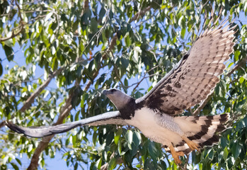Great harpy eagle flapping its wings and flying to hunt its prey over the amazon rainforest
