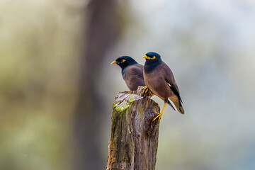 common myna or Indian myna (Acridotheres tristis)