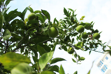 green lemon on a branch of a lemon tree