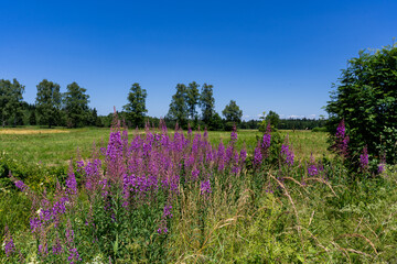 Die bunten Bayerischen Wiesen Blumen in Bayern