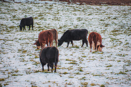 Cows in the snow field