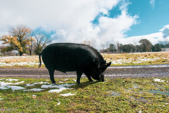A black wild pig in the snow field