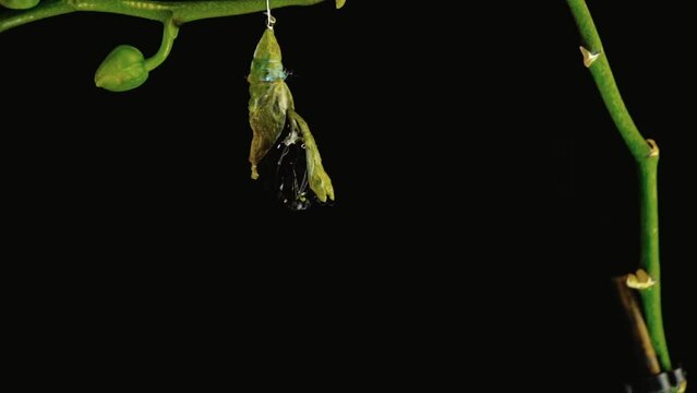 Development and transformation stages of catch a sailboat - hatching out of pupa to butterfly. Isolated on black background. Time lapse, 4k