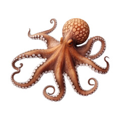 Obraz premium Octopus isolated on transparent background