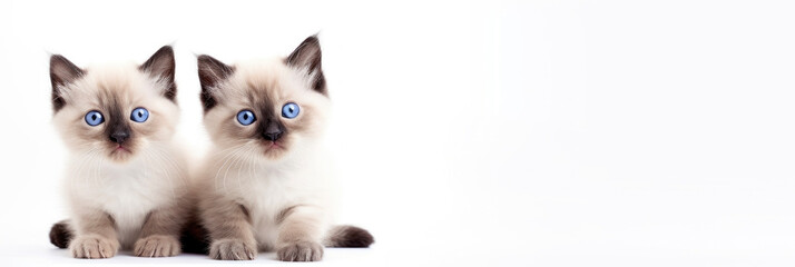 kittens with blue eyes, on a white background. - obrazy, fototapety, plakaty