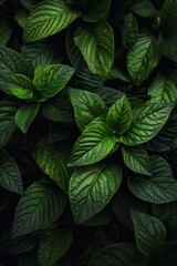 Fototapeta na wymiar Green fresh tropical big leafs background. Organic plant texture.