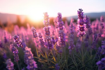 Lavender field at sunset. Generative AI.