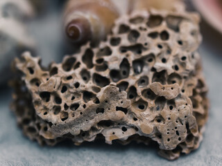 Close up of a seashell