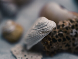 Seashell