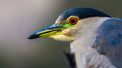 A colorful close up of a Night Heron