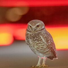 A burrowing Owl under the lights