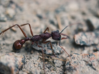 Ant on the ground