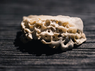 Close up of a seashell