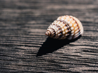 Close up of a seashell