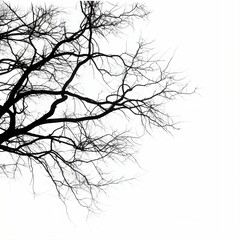 Fototapeta premium Leafless tree branches silhouette on white background