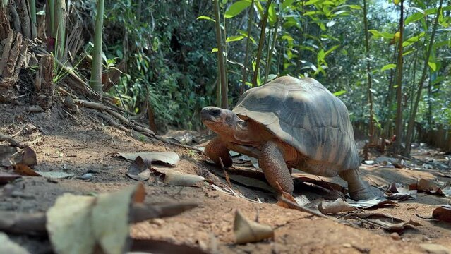 Radiated tortoise&nbsp;(Astrochelys radiata) walking along the ground, low angle shot. Madagascar.