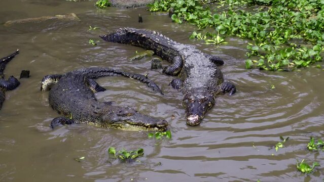 Barnacles Crocodile Farm - Crocodiles Swimming In The Murky Water With Aquatic Plants. - handheld shot