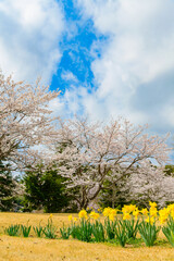 Fototapeta premium 春の風景 桜とチューリップ 