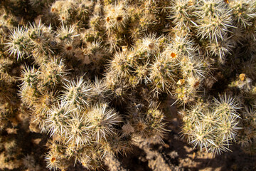 Furry cactus close ups