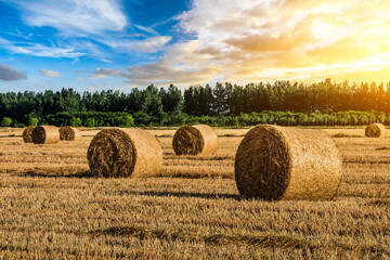 Wheat straw bales natural landscape in farm fields. Beautiful farm natural landscape at sunset.