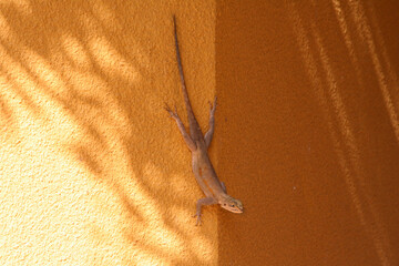 Gymnastique d'un jeune gecko