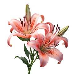 salmon pink lily isolated on white
