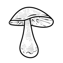 mushroom handdrawn illustration
