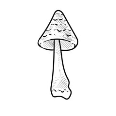 vegetable mushroom handdrawn illustration