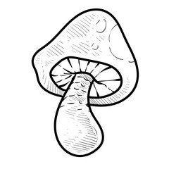 vegetable mushroom handdrawn illustration
