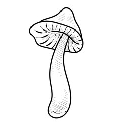 vegetable mushroom handdrawn illustration